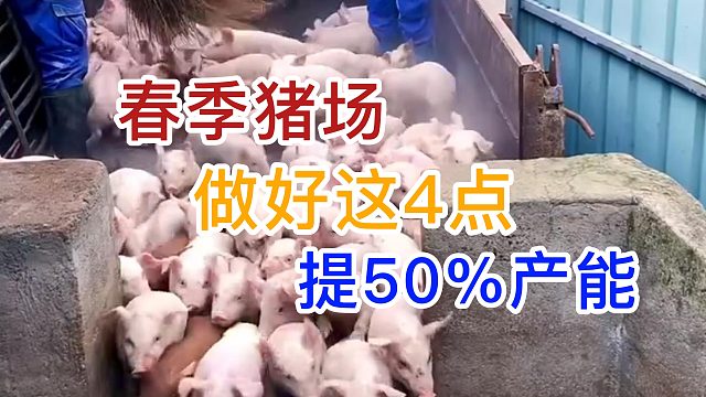 春季猪场管理做好这4点 产能提高50%#养猪技术 #养猪人 #养猪知识 #猪场管理 #猪病防控