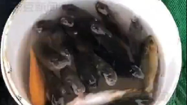 大叔马路排水孔中钓出一桶鱼。目击者：好玩，看了不想走