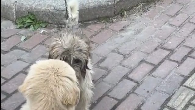 当流浪狗遇上宠物狗，主人正准备伤感，结果狗子闻了闻转头就走了