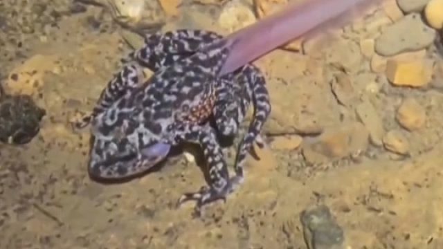 重庆武隆800米深竖井发现透明鱼