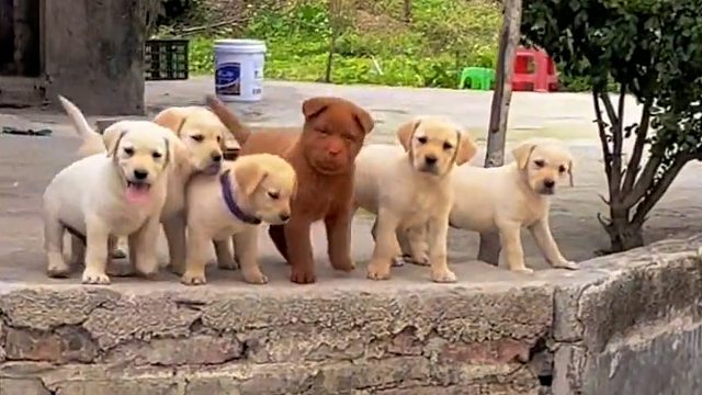 主人回家一堆小狗出门迎接，太激动以至于掉了下来，网友：那条红色的狗怎么像个人啊！