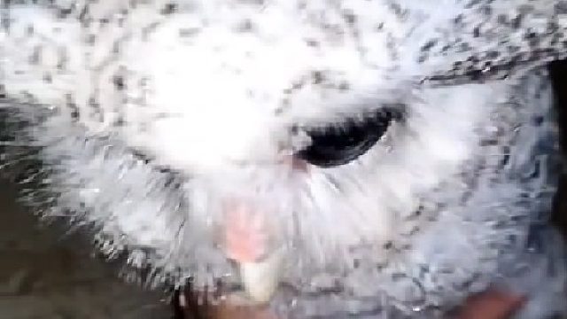 被淋湿的猫头鹰在院子里歇脚，小哥把它抱进房檐下躲雨，雨停了它就自己飞走了