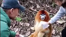 小女孩嫌金丝猴嘴巴和手脏，想给它擦一下，真是太可爱了