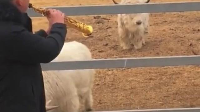 牛：你吹的是什么我问你你吹的是什么