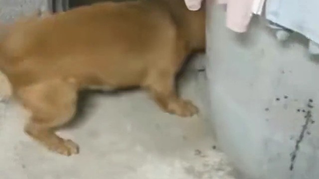 这狗子看家护院，就问你服不服