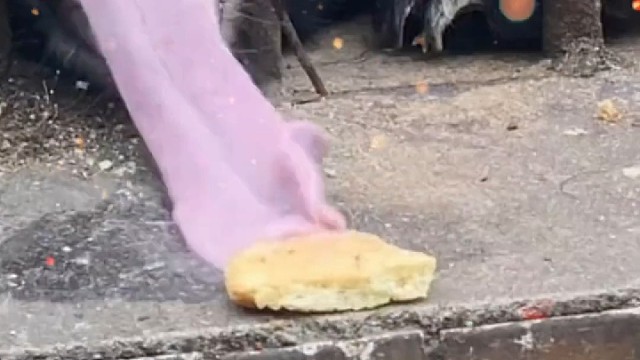 原来黑熊的舌头有那么长，长见识了