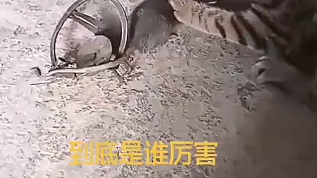 这年头老鼠都这么豪横吗