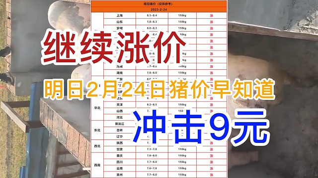 明日2月24日全国猪价早知道！猪价继续上涨 冲击9元#猪价最新行情 #养猪人 #自繁自养 #猪价行情