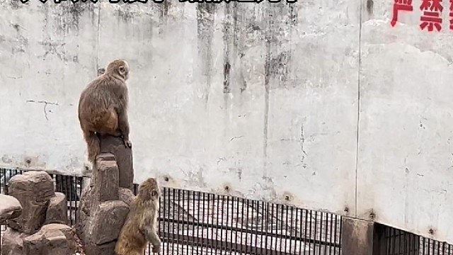 那个红字是写给猴子看的吧？