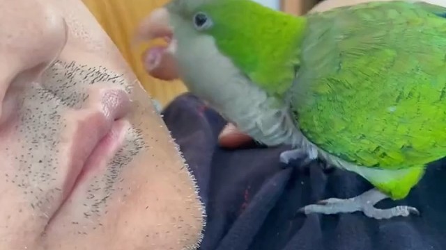 男子睡着后鹦鹉为男子拔胡子