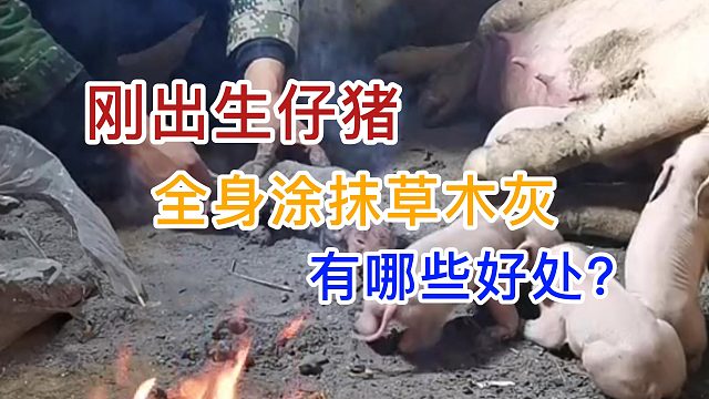 刚出生仔猪 全身涂抹草木灰 都有哪些好处？#养猪人 #自繁自养 #养猪知识 #农村养猪 #养猪技术