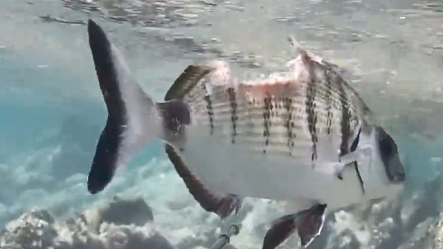 海鱼被咬掉了一大块肉，但它还活着