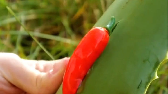 学会这些小技巧，一年都不用买菜