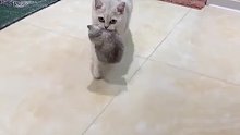 猫咪把孩子叼给主人，示意让主人照顾，网友：这是你大孙子，你得带