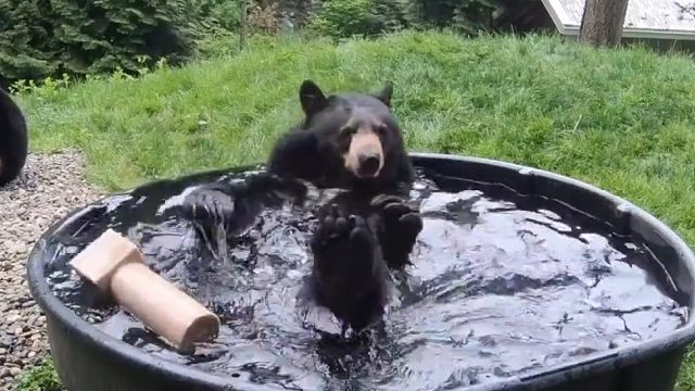 喜欢洗澡的黑熊，好可爱