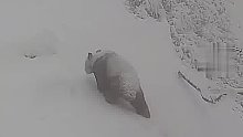 一只大熊猫迈着悠闲的步伐，踏着皑皑白雪，出现在监控画面中