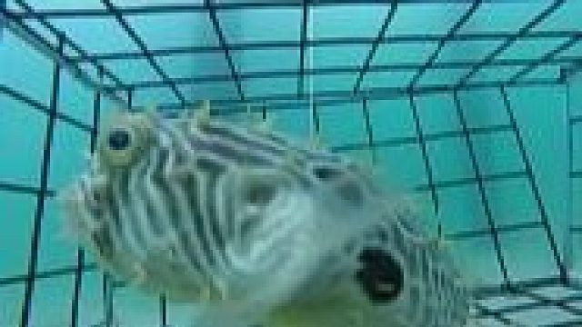 开放式地笼捕蟹乐趣多！