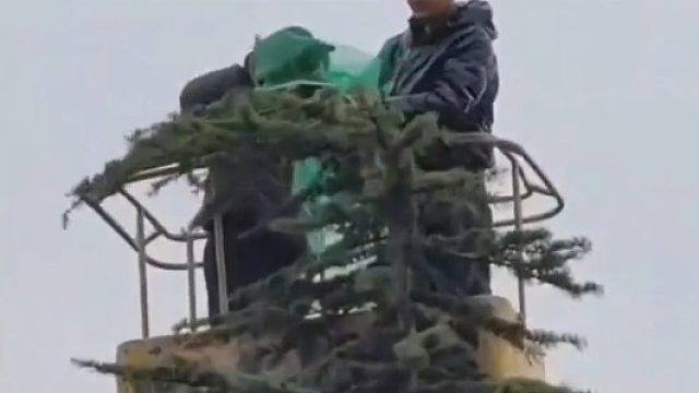 流浪猫被困树上学校安排云梯解救