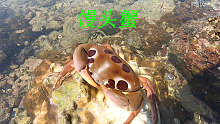 退潮后阿平赶海抓到了馒头蟹。还遇到了像牛角一样的漂亮螺