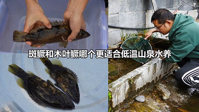 斑鳜和木叶鳜哪个更适合低温山泉水养？3个月等待，看下最后结果
