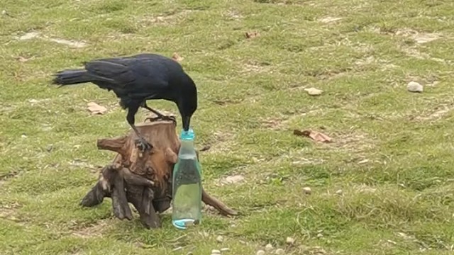 乌鸦喝水是真的