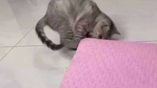 傻喵的沙雕日常