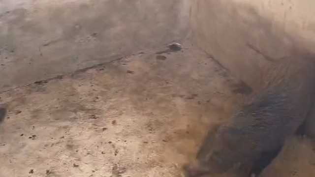 猪：你放开我，我们不合适哈哈