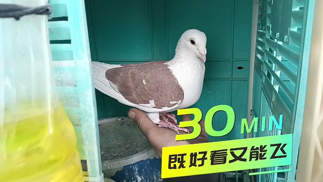 兼具观赏与飞行，超级可爱，男人总该有个爱好充实业余闲暇的时光