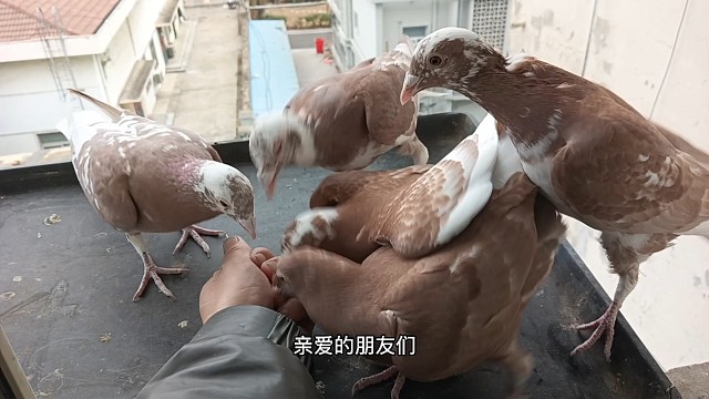 小幼鸽开家技巧，防止幼鸽丢失，把我多年的经验分享给粉丝朋友们