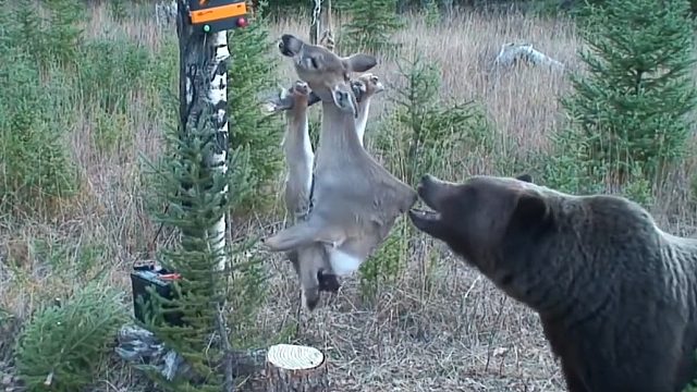 当棕熊碰到带电的鹿肉，它会做何反应？国外这项实验告诉你答案