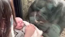 游客给猩猩看自己的宝宝，没想到下一秒