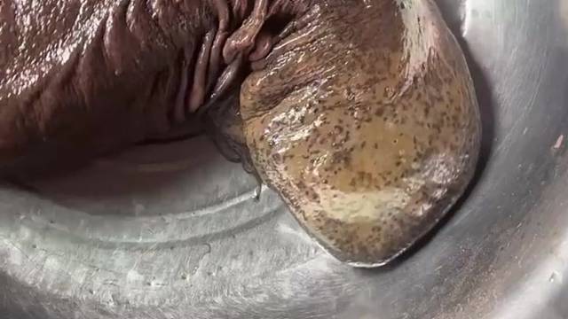 汉唐渔户的鱼就喜欢外面世界[偷笑][偷笑]外面的世界很精彩浪起来[捂脸][捂脸]