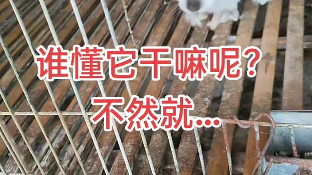 不想治它就烧水了啵！