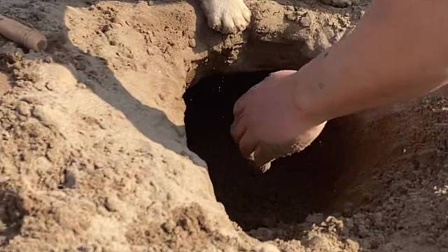 小狗：这工程没我不行，忙坏了