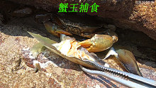 大青蟹在洞中进食被阿平发现了，拉出来一看，这个头堪比蟹王了