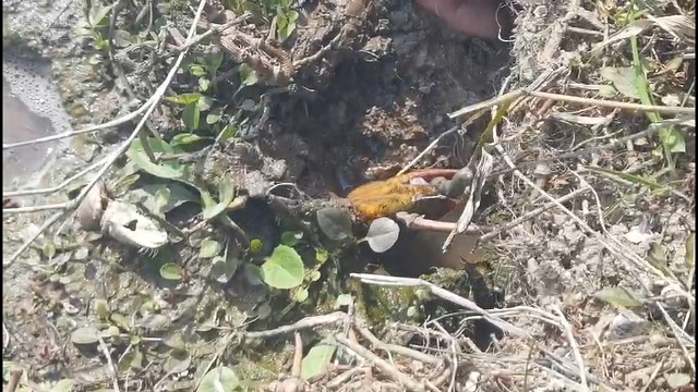 2023第一钓，鱔鱼开口了