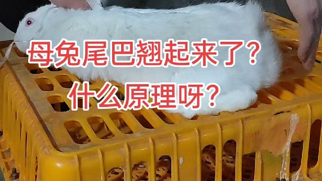 你猜一下这个兔子是啥情况，能不能配上？