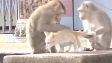 猴子养一只猫打发时间，给猫咪抓虱子。