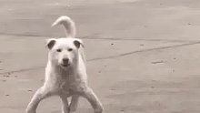 小狗两只前腿岔开站立