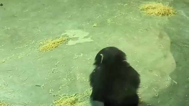 温柔。它太可爱了！