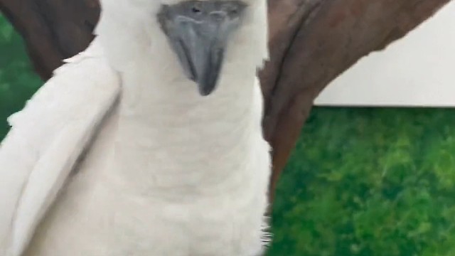 鹦鹉就是吃这个的，不用人教的