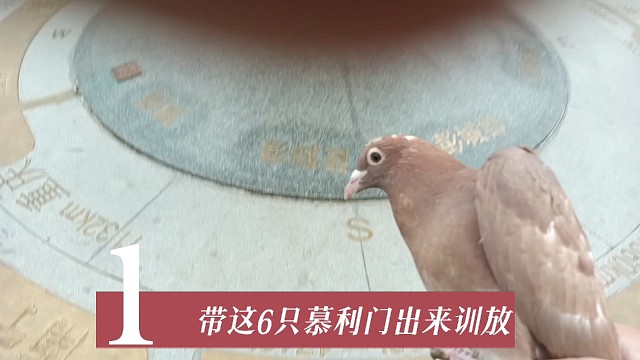 带我家6只慕利门出来训放，希望它们可以安全到家，全部归来！！