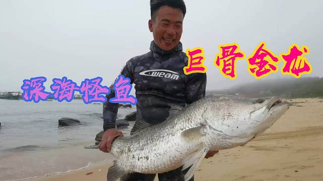 深海怪鱼巨骨金龙重现江湖，阿锋马上转售市场，鱼肚里还藏有宝贝