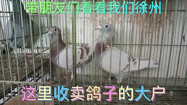 我们徐州收鸽也卖鸽大户，品系鱼龙混杂，想买好鸽子还需擦亮眼睛