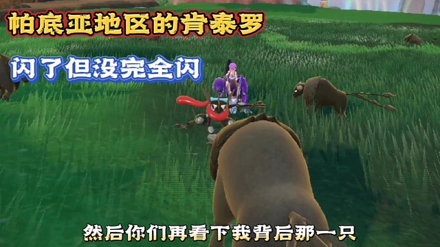 【宝可梦朱紫】帕底亚地区的肯泰罗，闪了但没完全闪