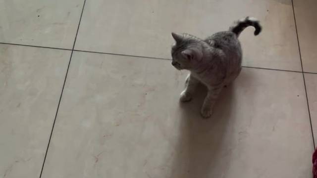 我的激光笔哪儿去了