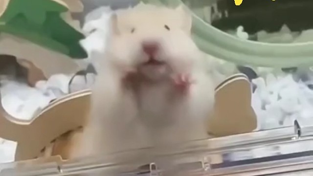 鼠鼠我呀～插边了捏～