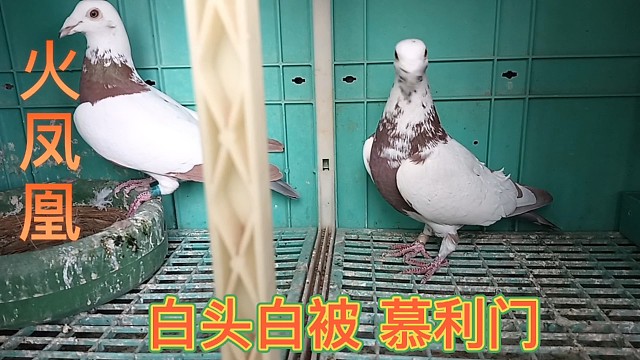 慕利门火凤凰我家的基础种鸽，是不是非常漂亮，特别喜欢十分满意