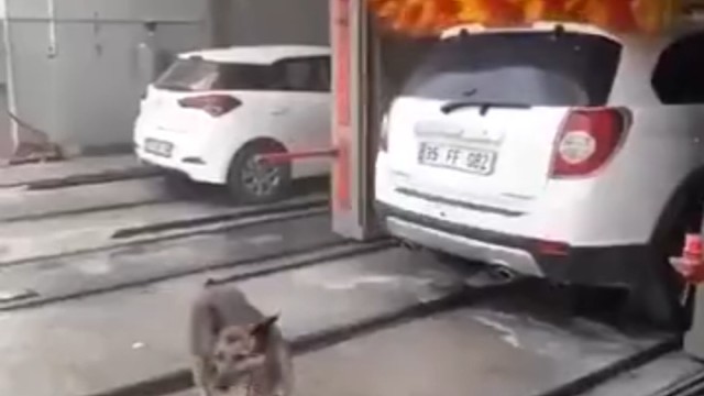 狗子：自从有了这个我洗澡就没花过钱