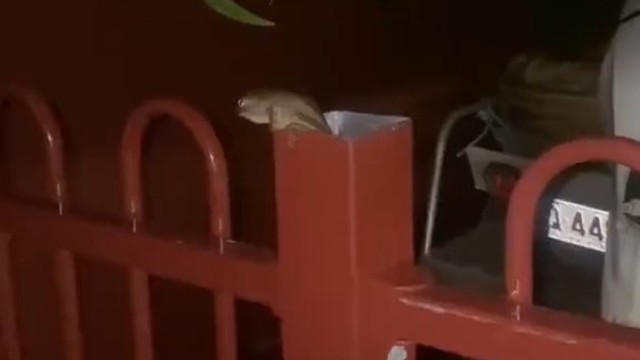 良好的环境有助于繁衍后代